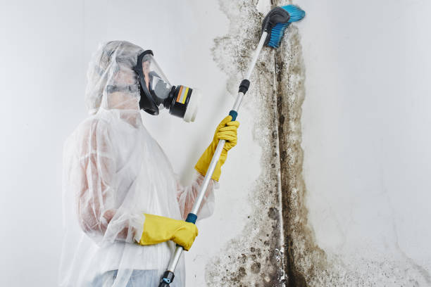 Reliable Patterson, LA Mold Remediation Solutions